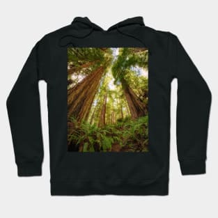 Redwood Forest Hoodie